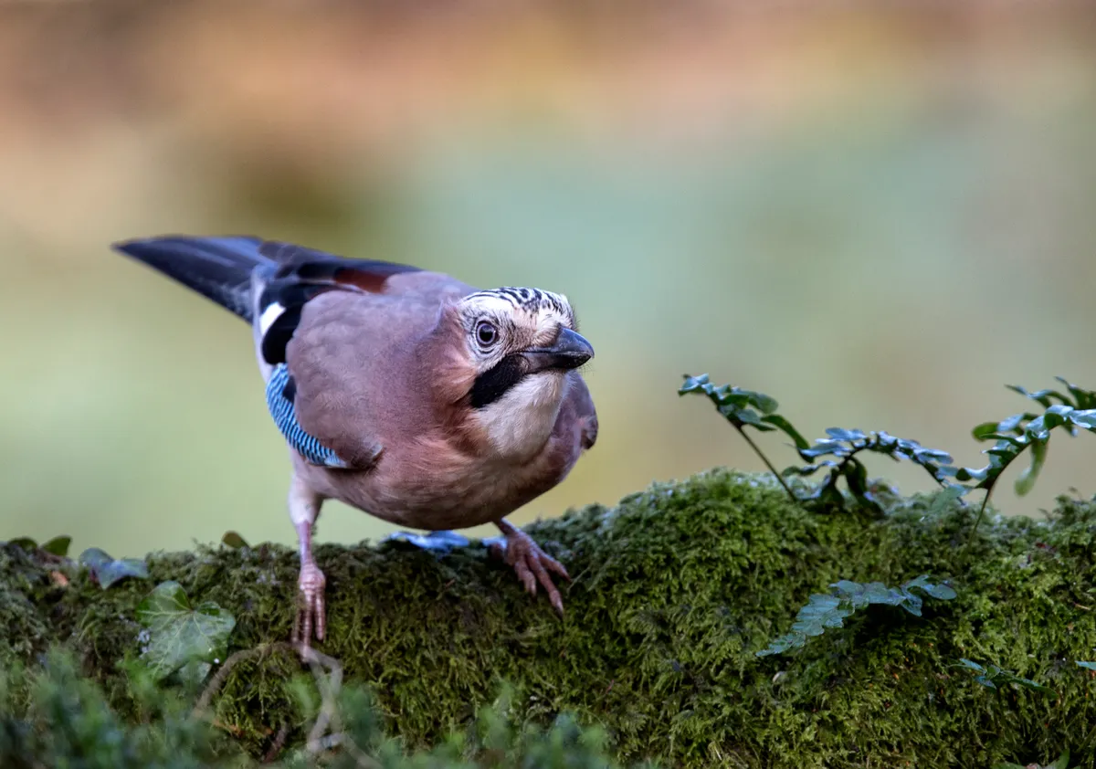 One of the more reclusive corvids in the UK, Eurasian jays favour woodland habitats. © Lillian King/Getty