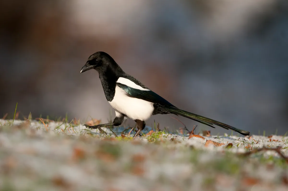 With its pied colouring, the Eurasian magpie is easy to identify. © Garden Picture Library/Getty
