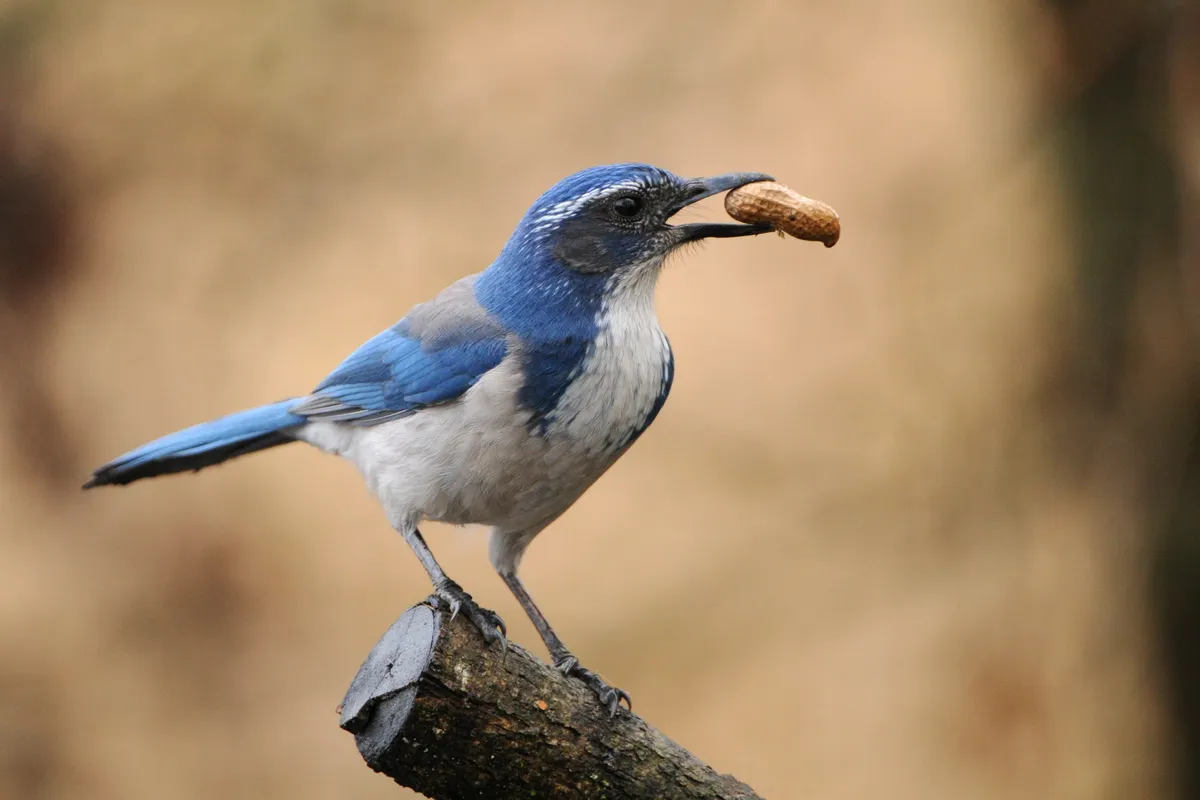 Western scrub jays are flexible with their cache-protection strategies. © Rebecca Richardson/Getty
