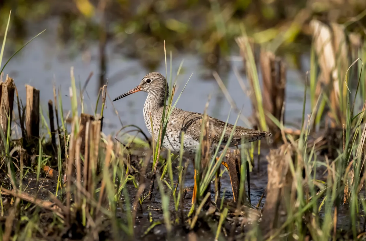 Redshank foraging for food in the springtime on marshland © Abi Warner / Getty