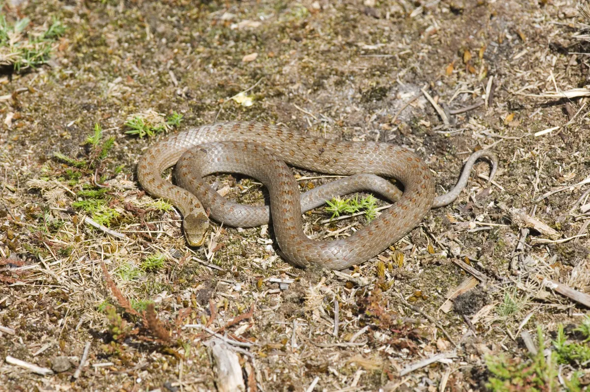 Smooth snake in Dorset.