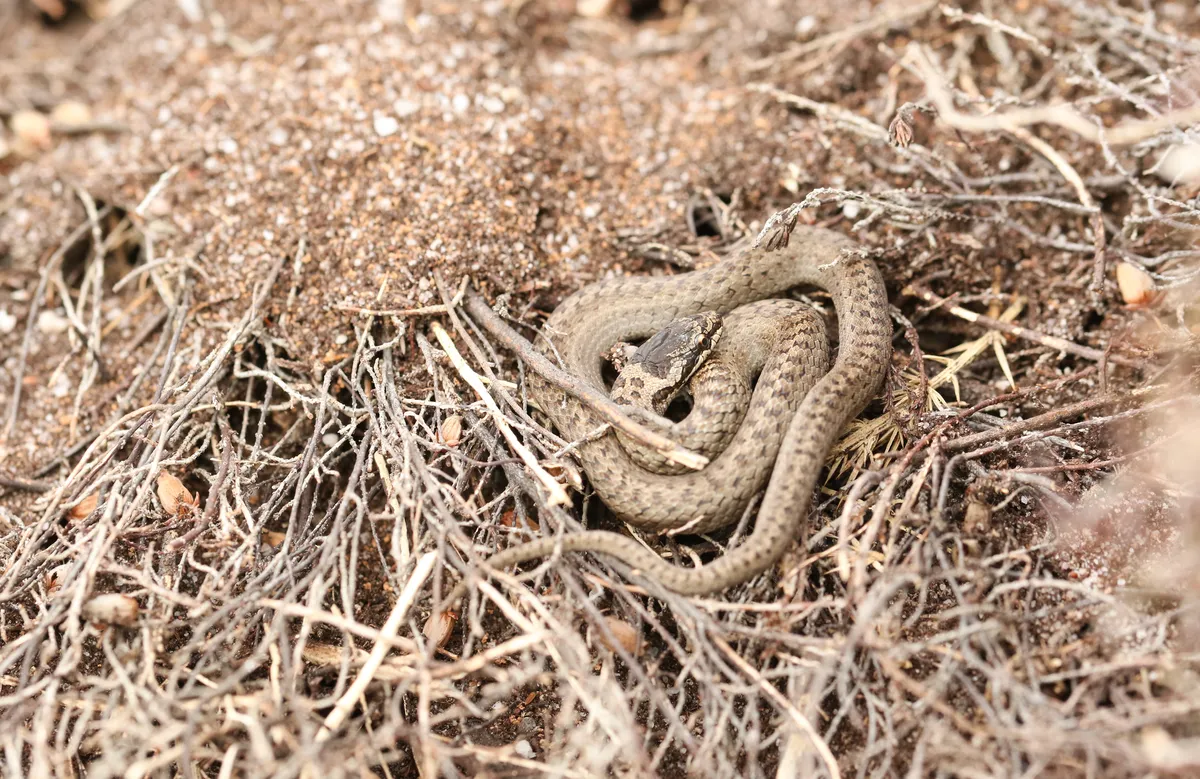 A young smooth snake.