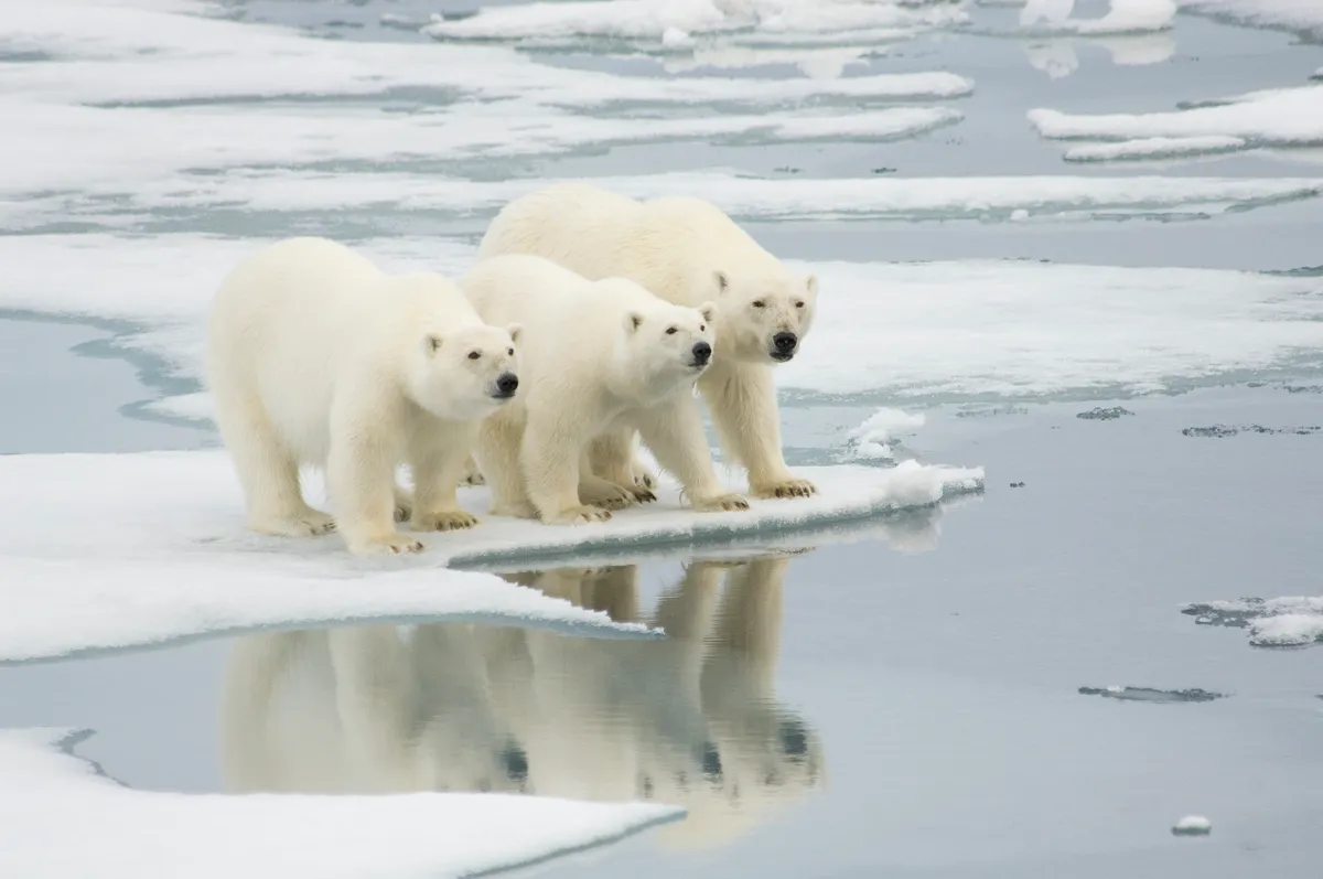 An adult female polar bear with her two yearling cubs, standing on ice flow in Spitsbergen, Norway. © Howard Perry/Getty