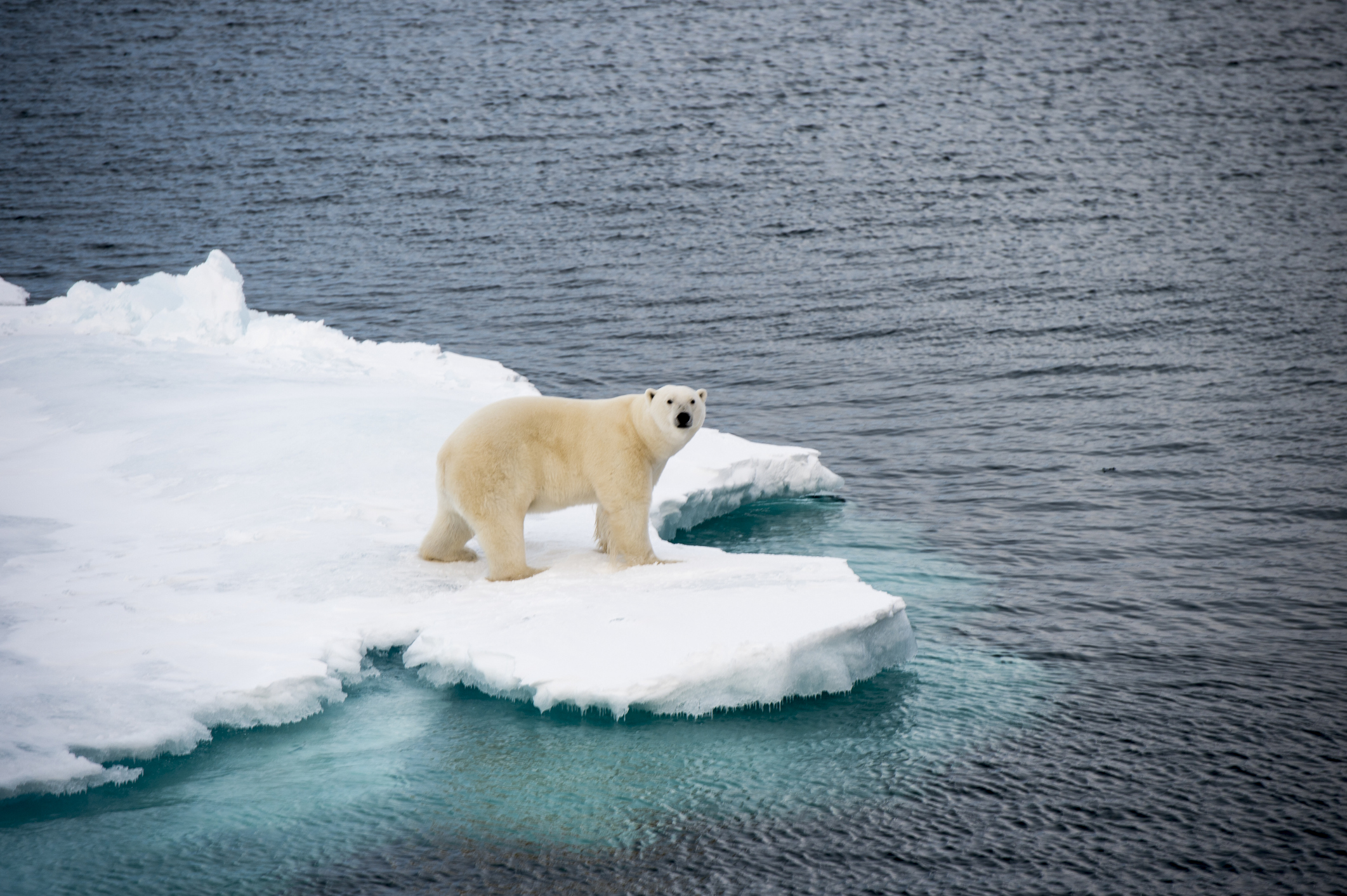 Separating fact from fiction: polar bears and climate change