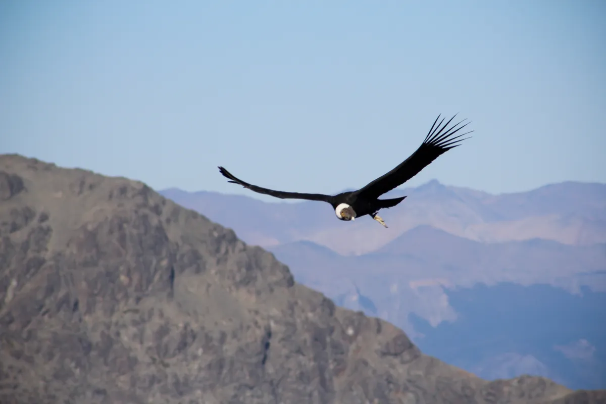 The Andean condor has a wingspan of almost 3.5 metres. © Paul Gatius/EyeEm/Getty