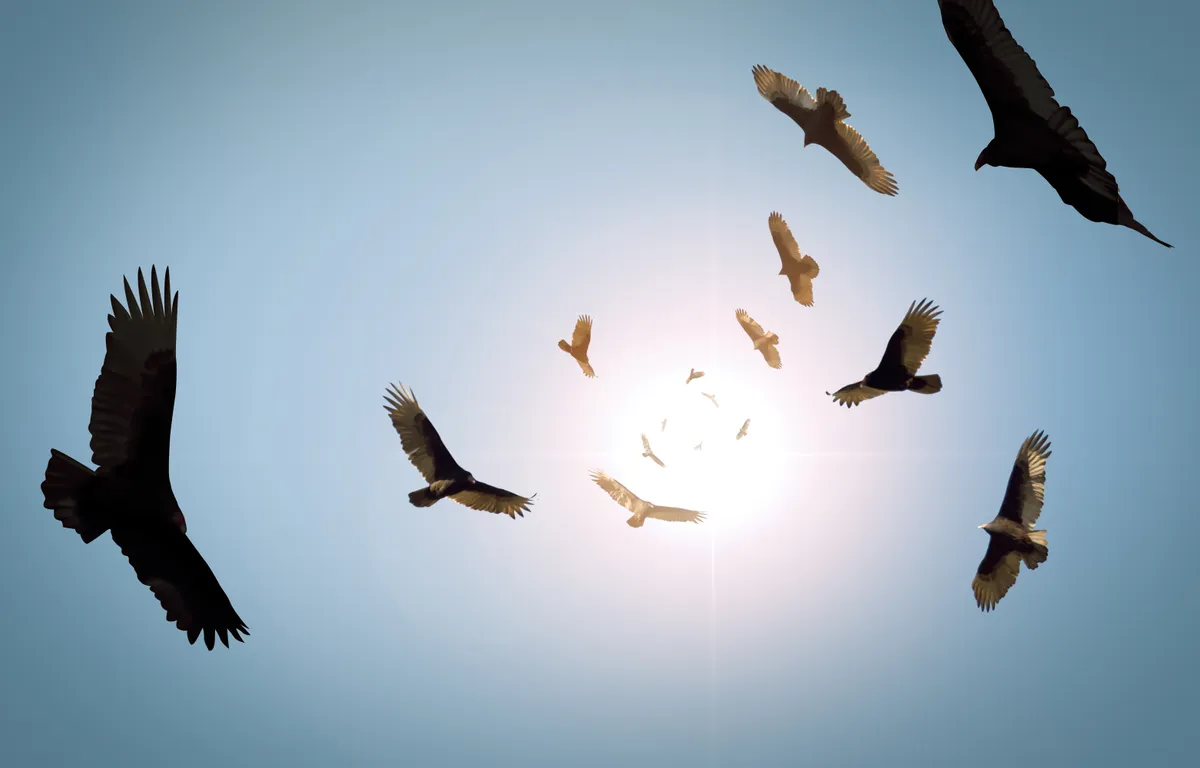 A flock of circling turkey vultures