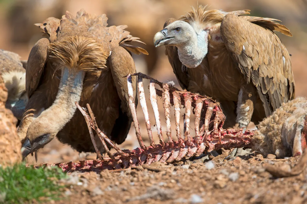 Eurasian Griffon Vulture (Gyps fulvus) feeding on a carcass.