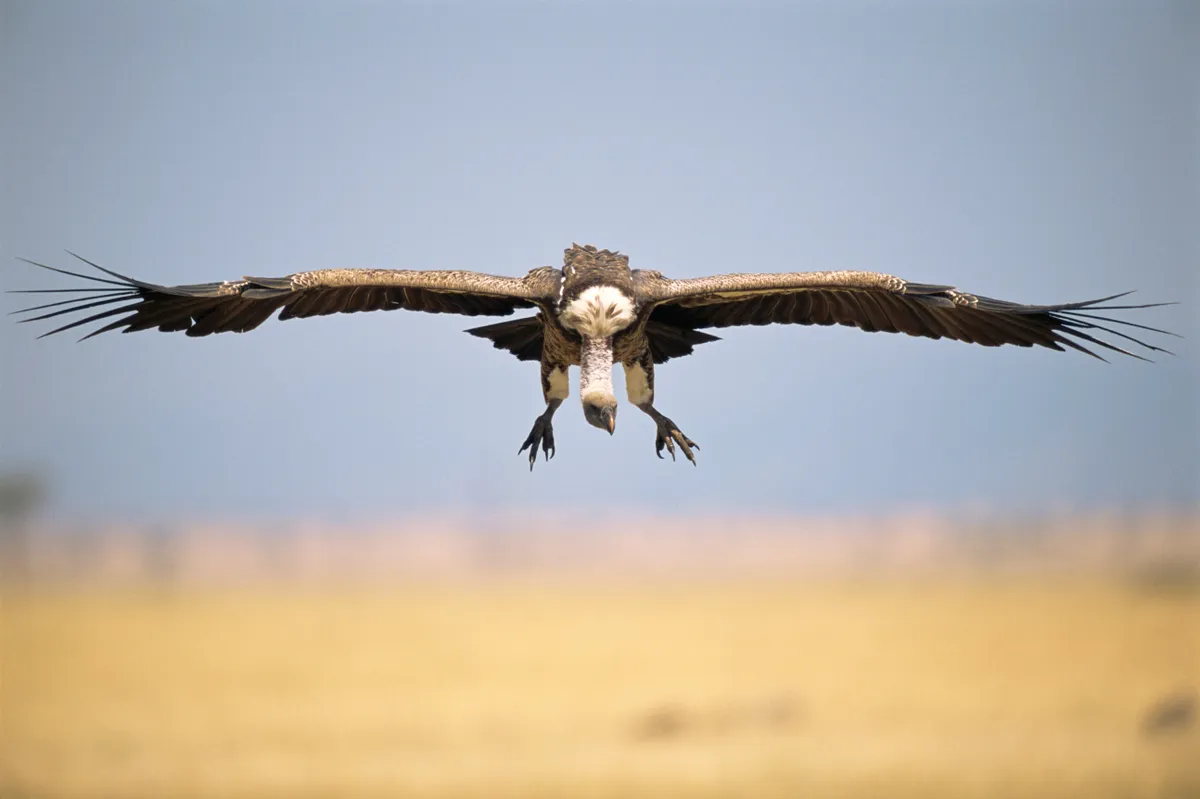 A Ruppell's griffon vulture was recorded flying at almost 11.5 kilometres high. © James Warwick
