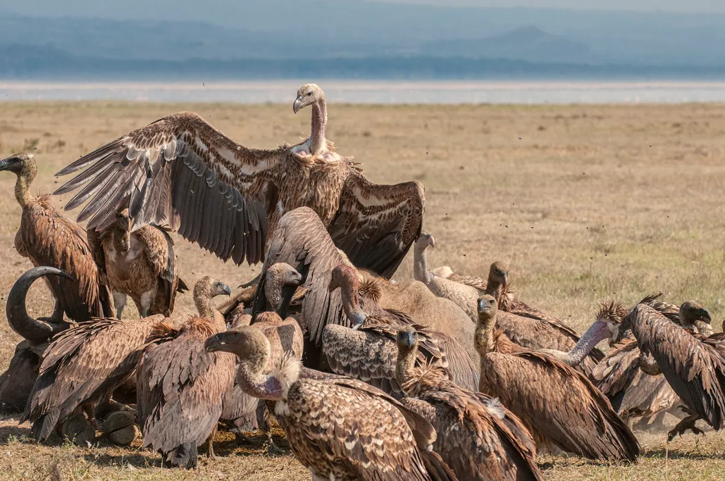 Vultures of the world guide: how many species there are, and why they're  important - Discover Wildlife