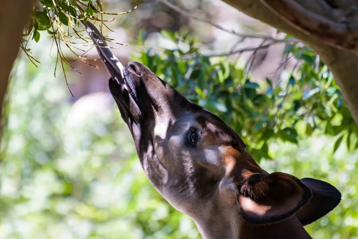 Closeup of an okapi eating leaves from a tree. © Thorsten Spoerlein/Getty (photographed in captivity)