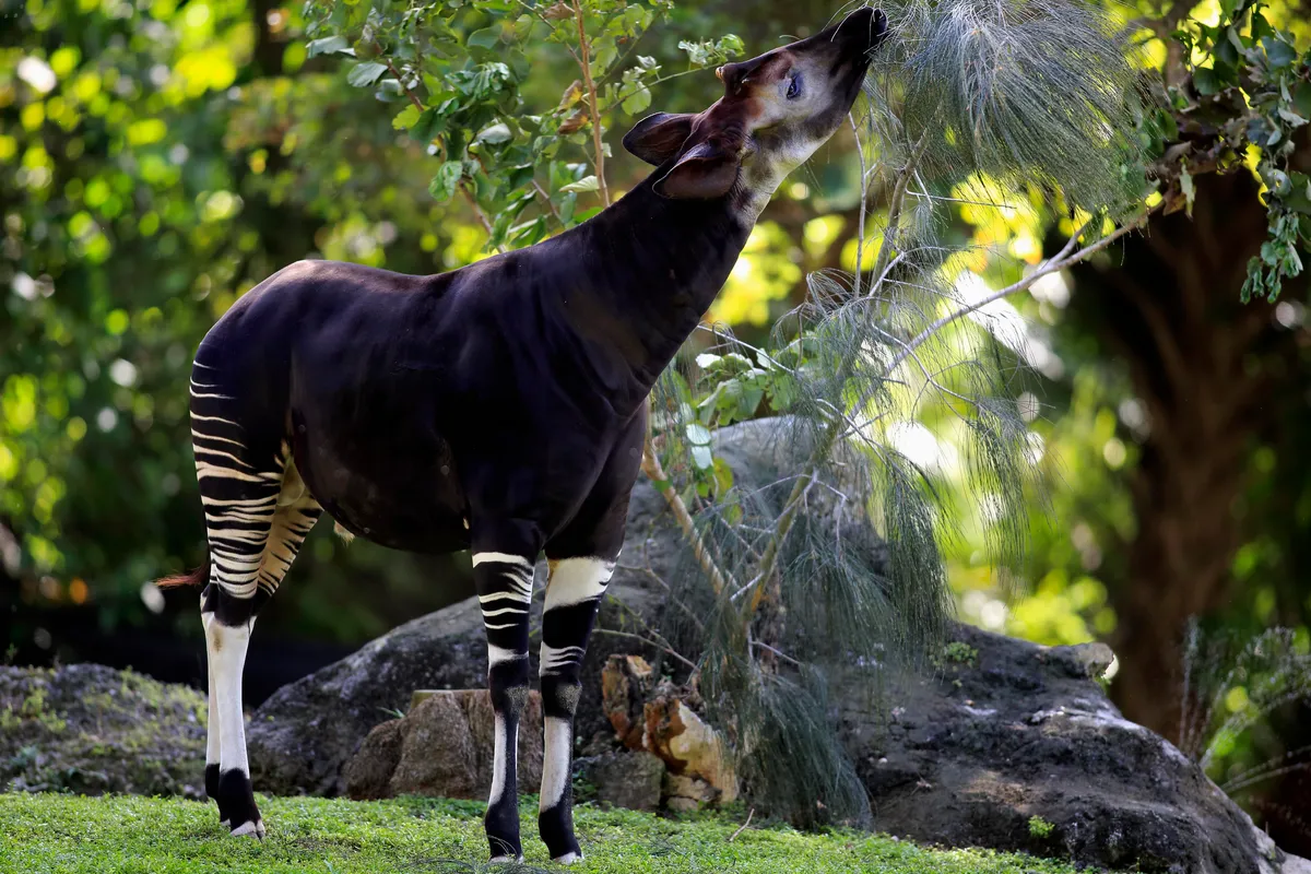 Okapi in captivity. © Jurgen & Christine Sohns/Getty