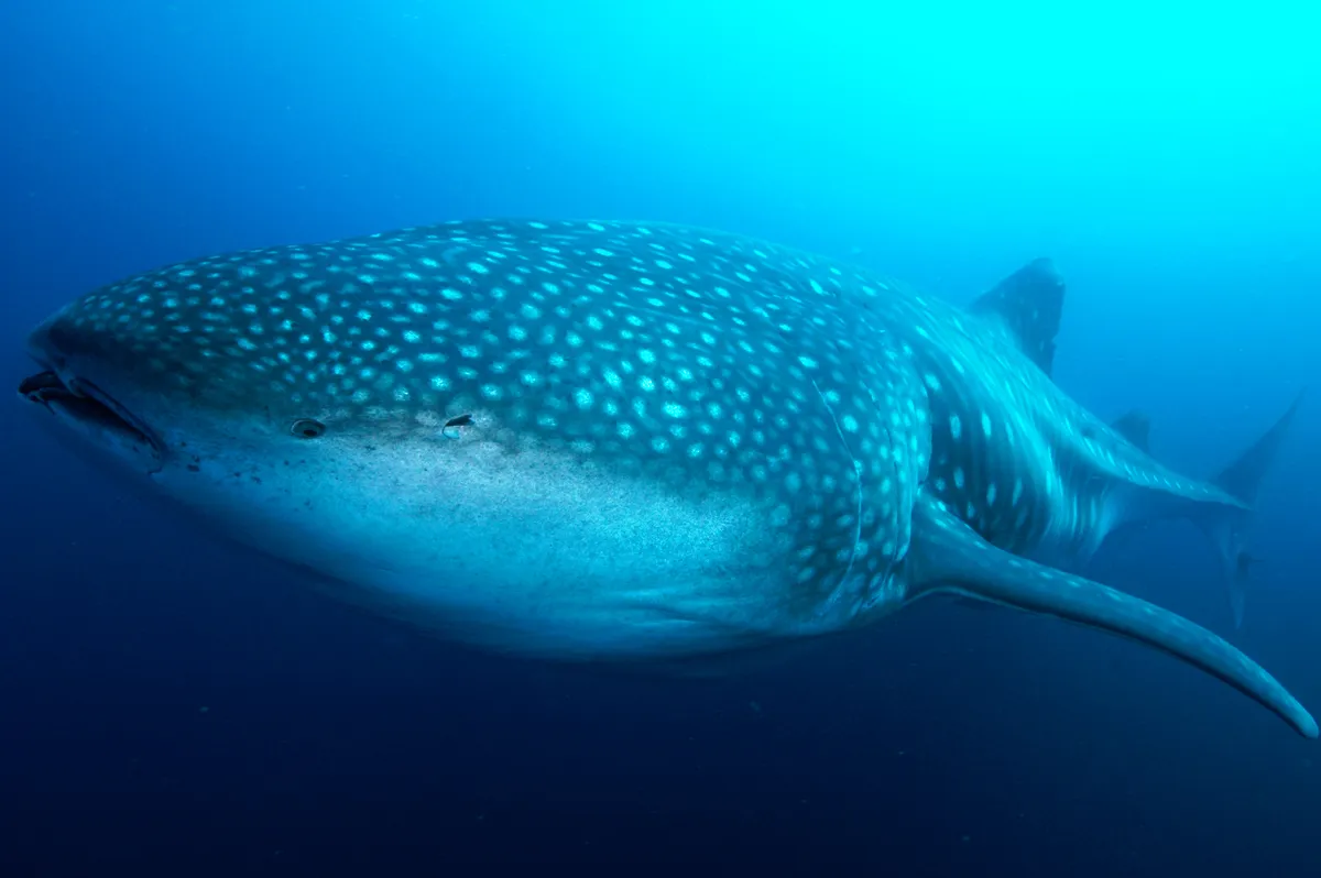 Whale shark in the Galápagos Islands. © Alan Purton/Galapagos Conservation Trust