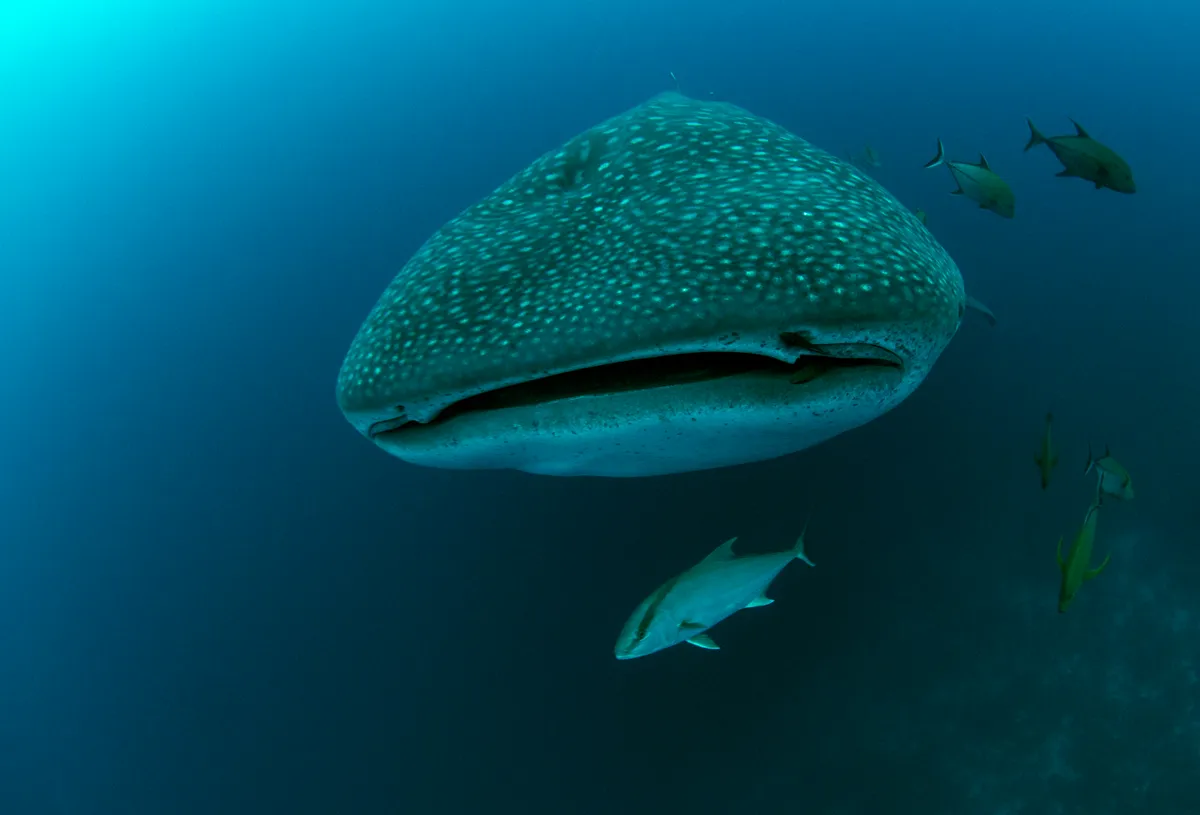 A whale shark in the Galápagos Islands. © Jonathan Green/Galapagos Conservation Trust