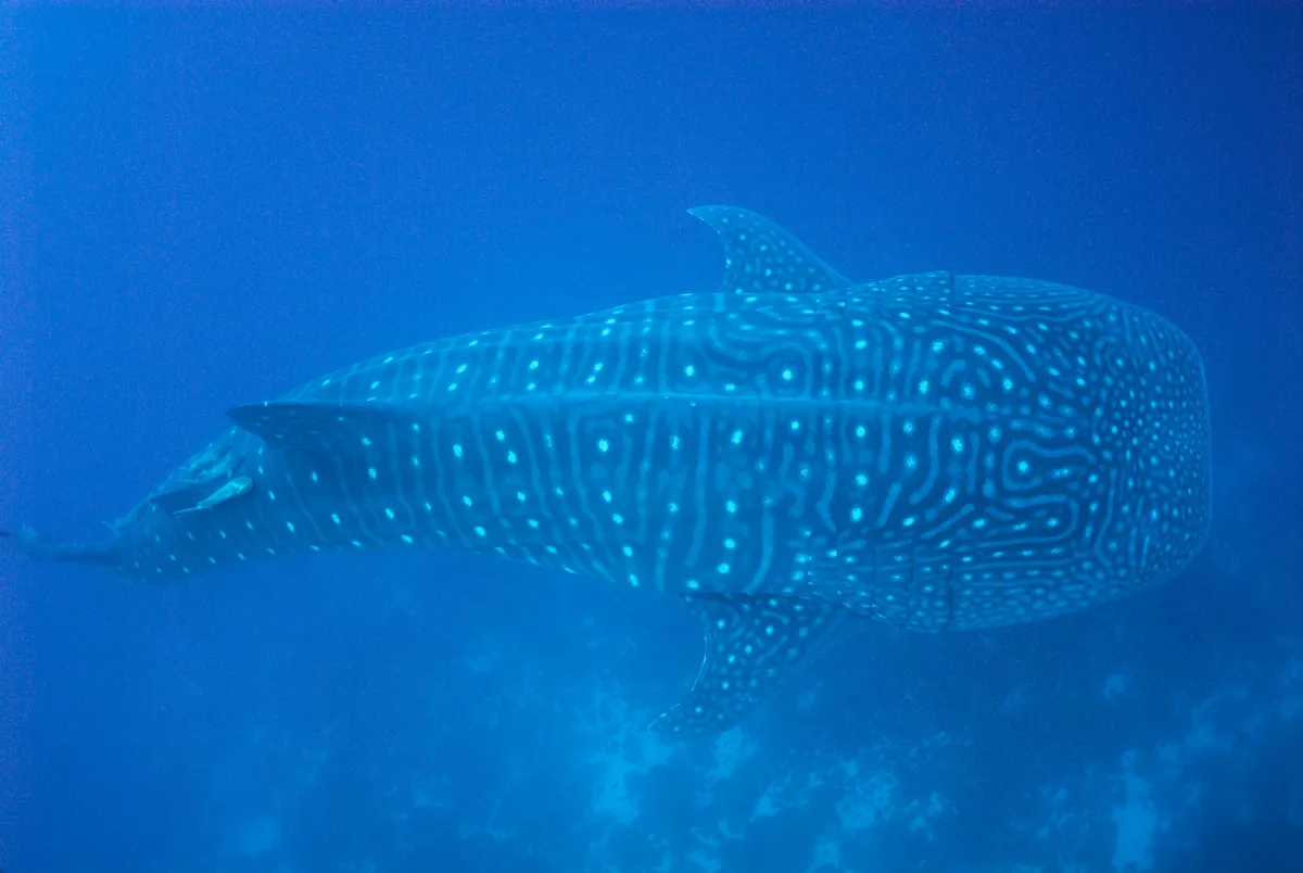 Whale shark photographed from above, by Wolf Island I the Galápagos Islands. © Sami Sarkis/Getty