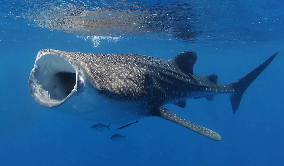 Whale shark feeding with its mouth open, in Ningaloo Reef, Western Australia. © James D Morgan/Getty