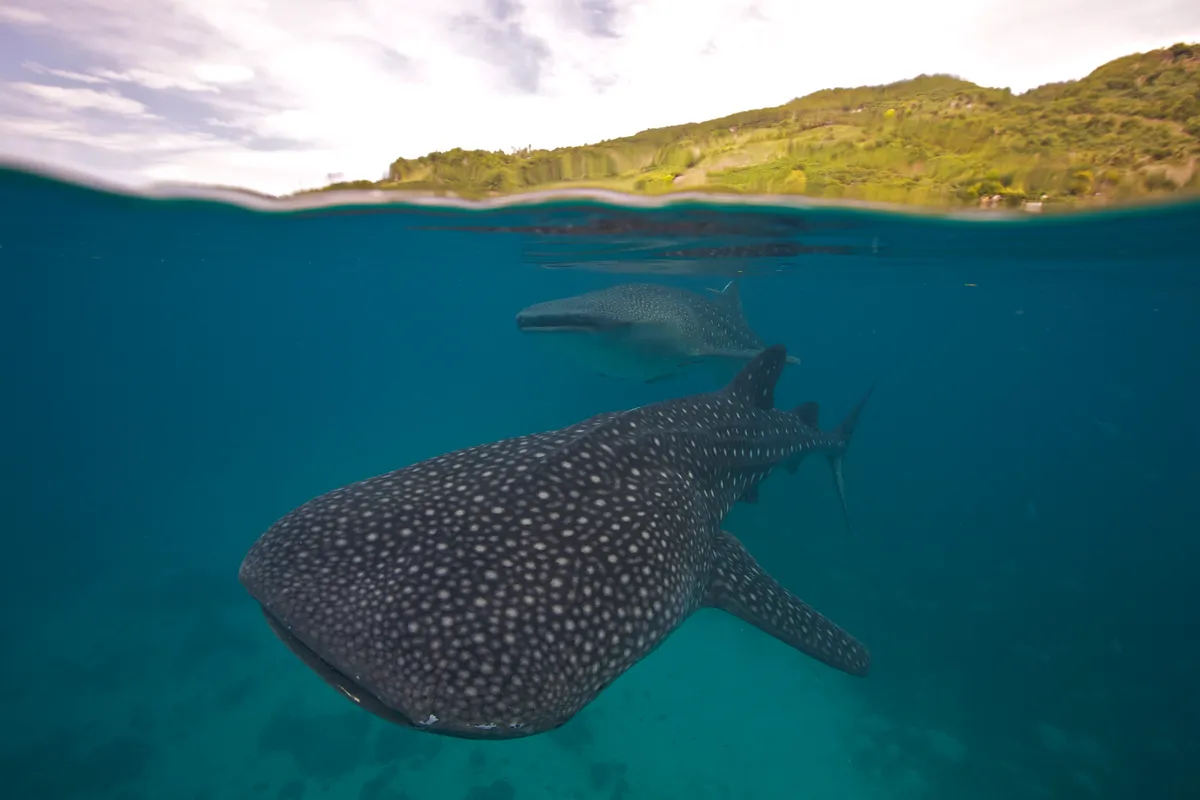 A whale shark swimming in the Bohol Sea, an are in the Philippines where many of these huge fish can be found. © Steve De Neef/VW Pics/Universal Images Group/Getty