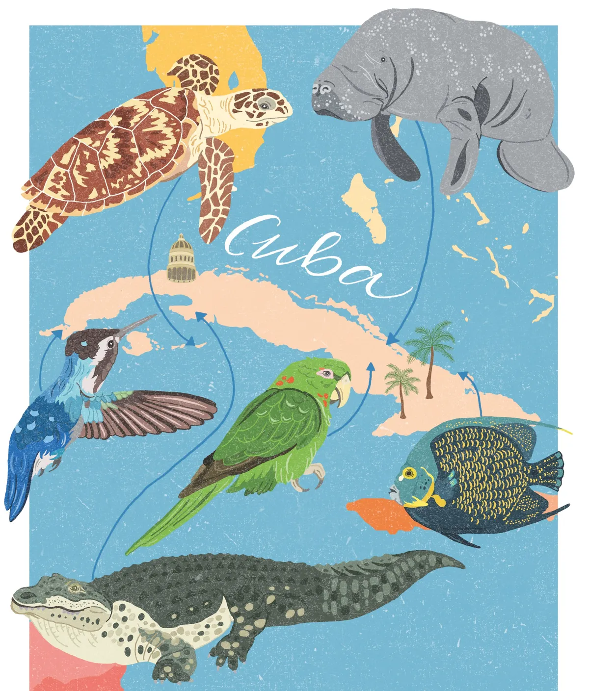 Cuba wildlife illustration. © Dawn Cooper