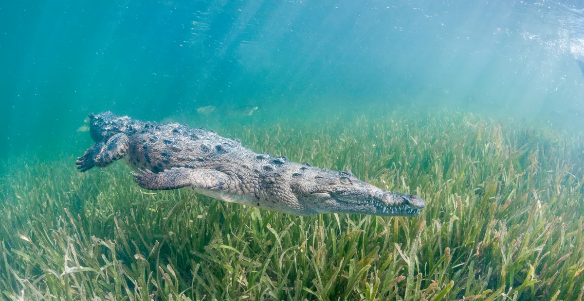 A Cuban crocodile dives down to the bottom of the swamp. © Getty
