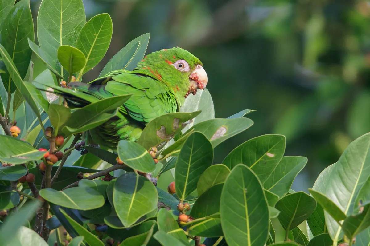 Cuban parakeet perched on a branch in Cuba. © Glenn Bartley/Getty
