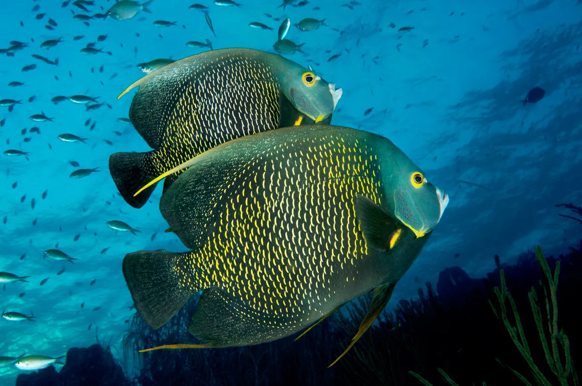 A pair of adult French angelfish over the Caribbean coral reef. © Eco UIG/Getty