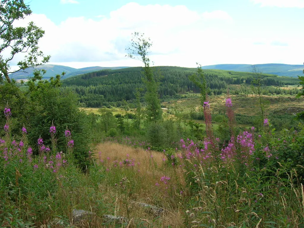Mabie Forest. © Butterfly Conservation