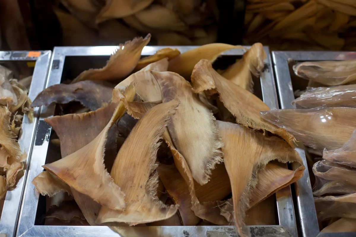 Dried shark fins for sale in a Taipei market. © Craig Ferguson/LightRocket/Getty