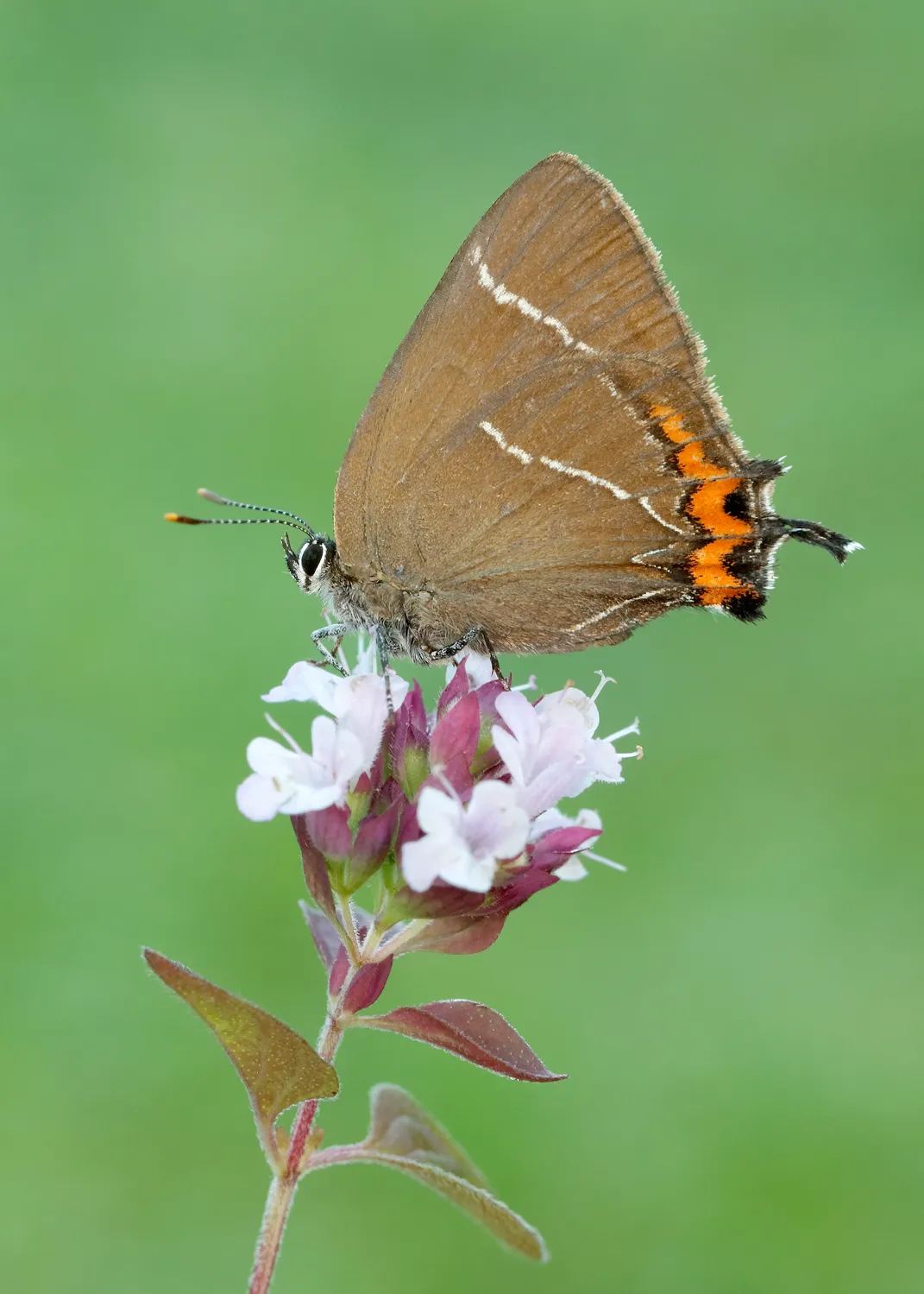 An adult white-letter hairstreak. © Iain H Leach/Butterfly Conservation