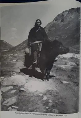 Annie Meinertzhagen riding a yak