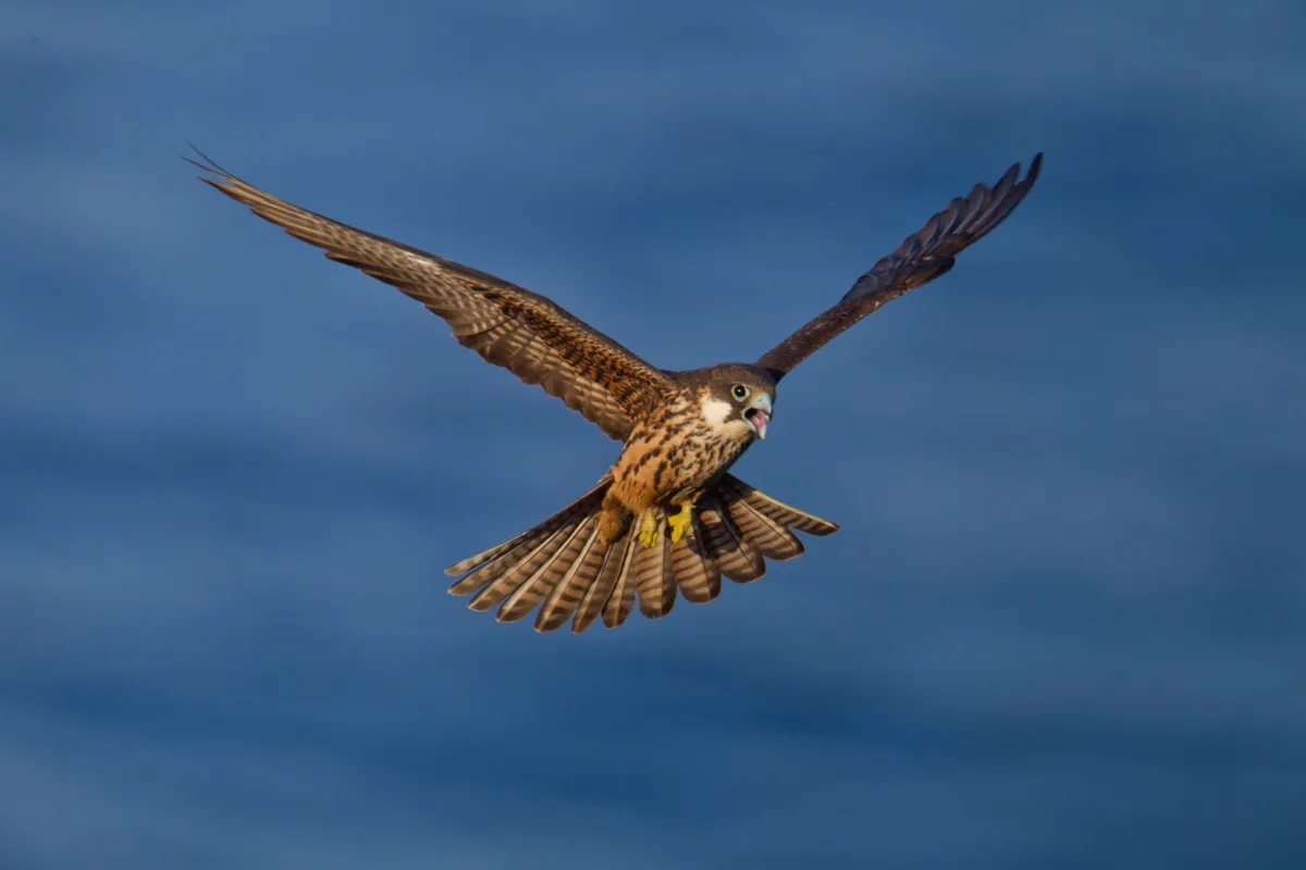 Eleonora's falcon (Falco eleonorae) in flight