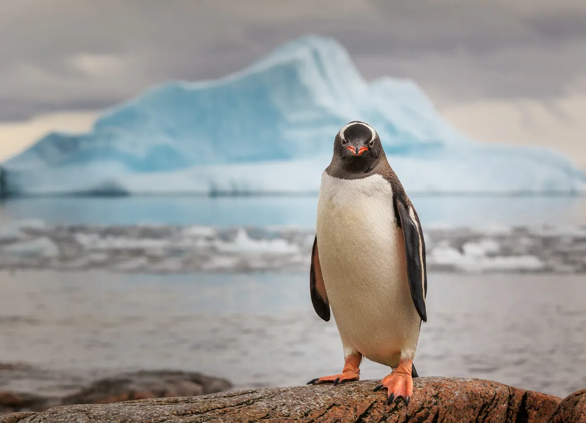 A gentoo penguin in front of an iceberg.