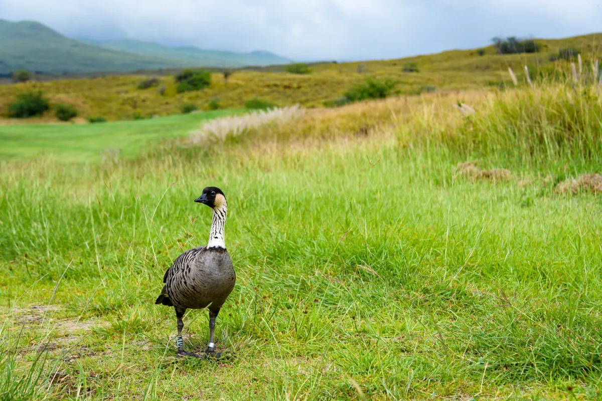 Portrait of a Nene aka Hawaiian goose, in a grassy Hawaiian landscape with a stormy sky in the background