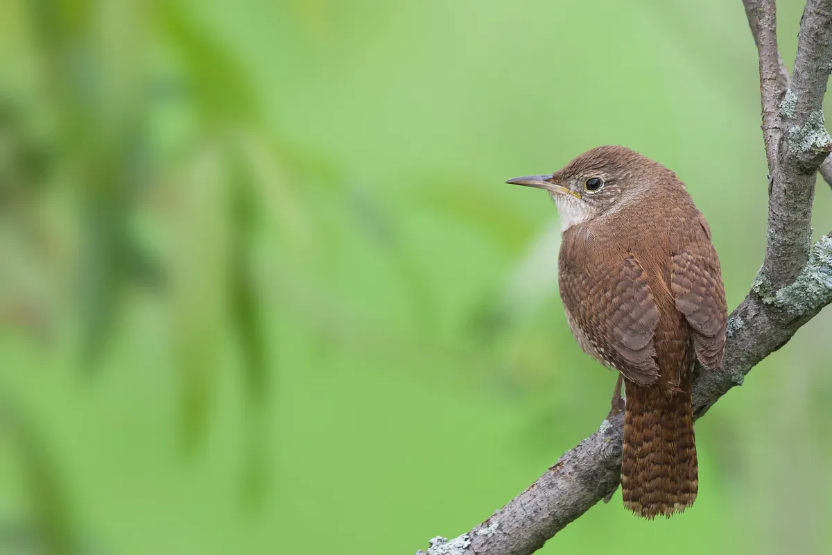 House Wren (Troglodytes aedon) perched on a small branch