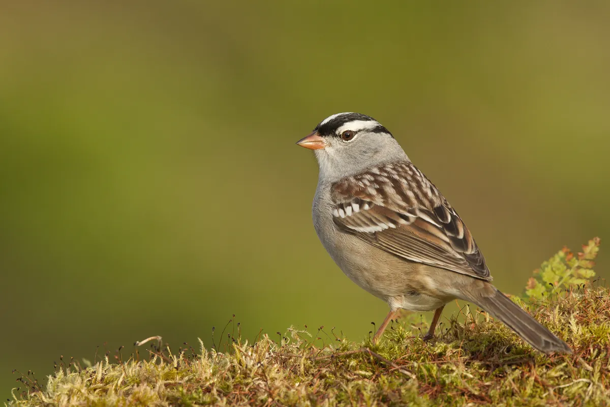 White crowned sparrow (Zonotrichia leucophrys) perching on moss in Quebec, Canada