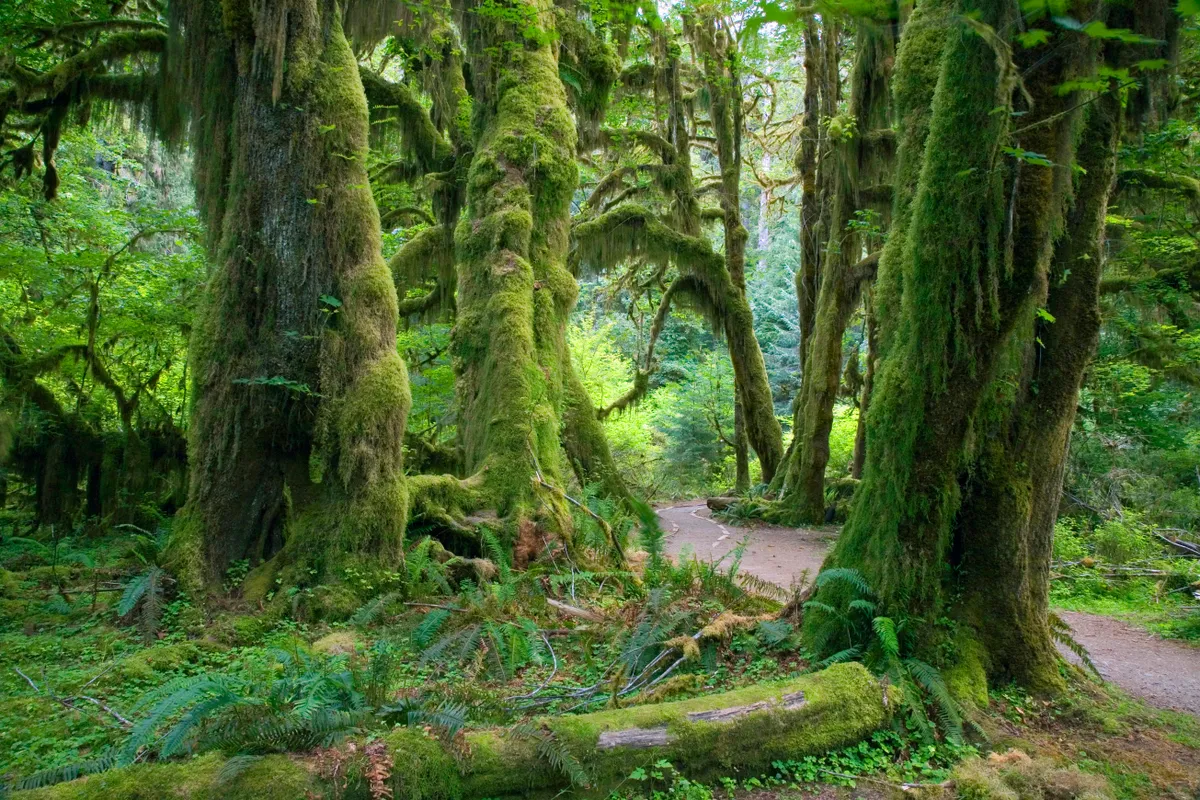 Moss-covered trees in Olympic National Park
