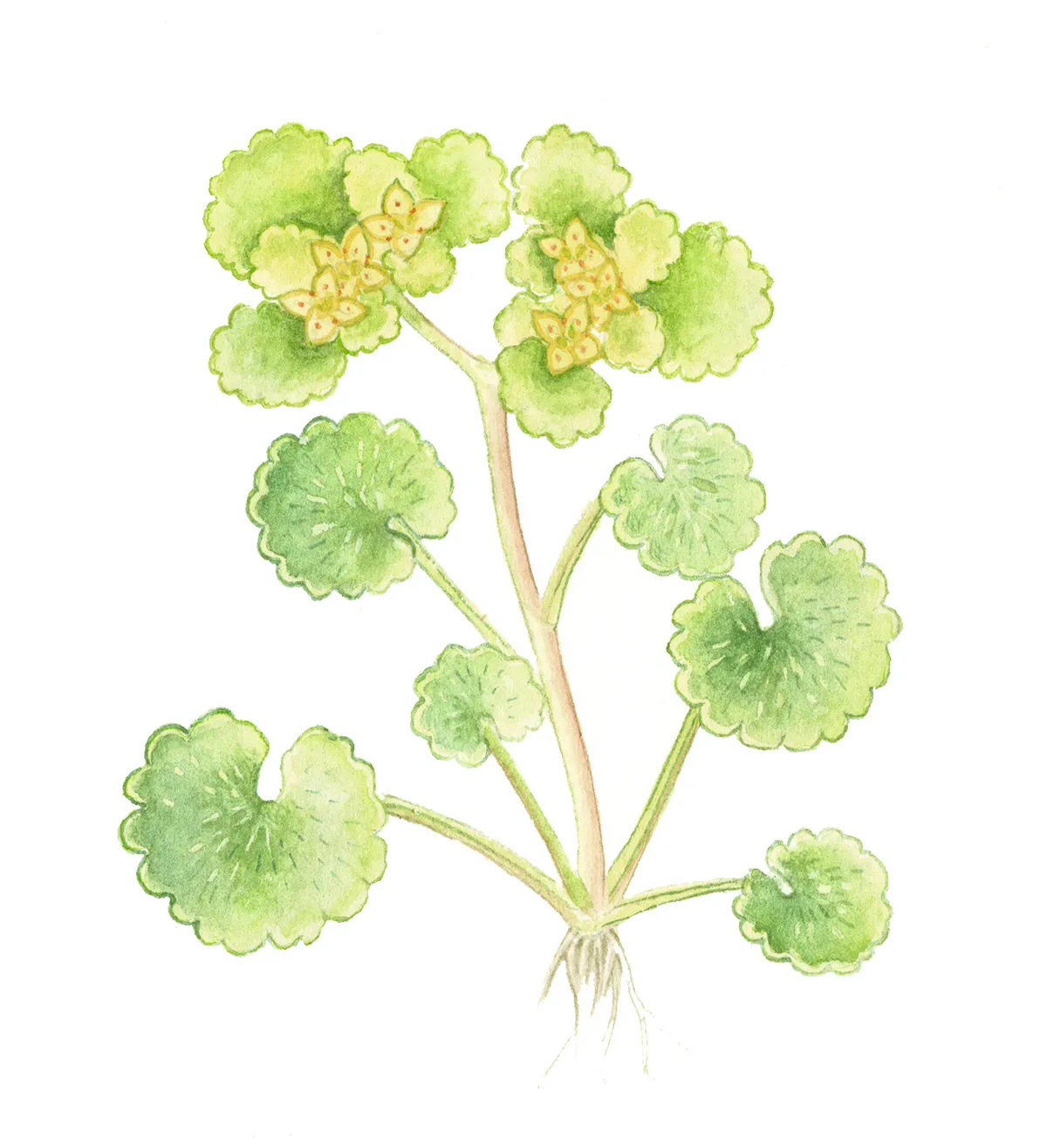 Opposite leaved golden saxifrage. Felicity Rose Cole