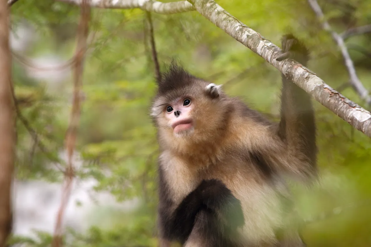 Yunnan snub-nosed monkeys live in the lofty evergreen forests of south-west China. © Xi Zhinong/Minden Pictures/FLPA