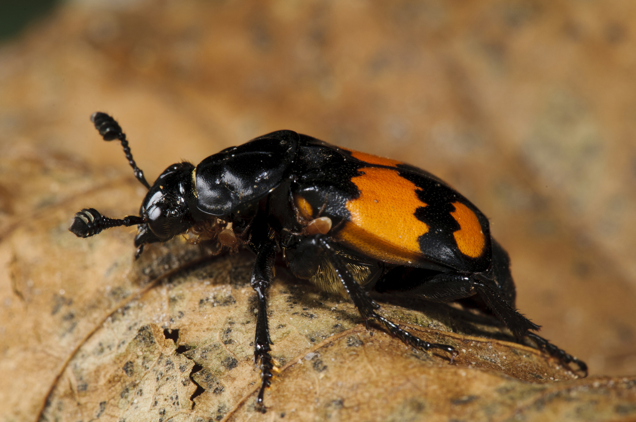How to identify carrion beetles - Discover Wildlife