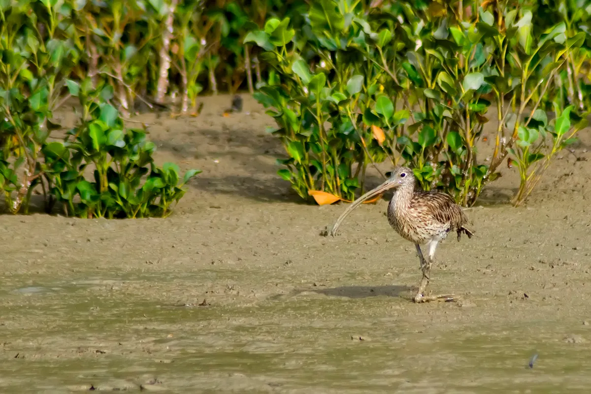The far eastern curlew (N.madagascariensis) is the largest curlew. © Auscape/UIG/Getty