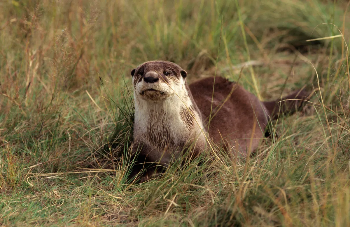 An African clawless otter in veld in Free State Province (South Africa) © Roger de la Harpe / Getty