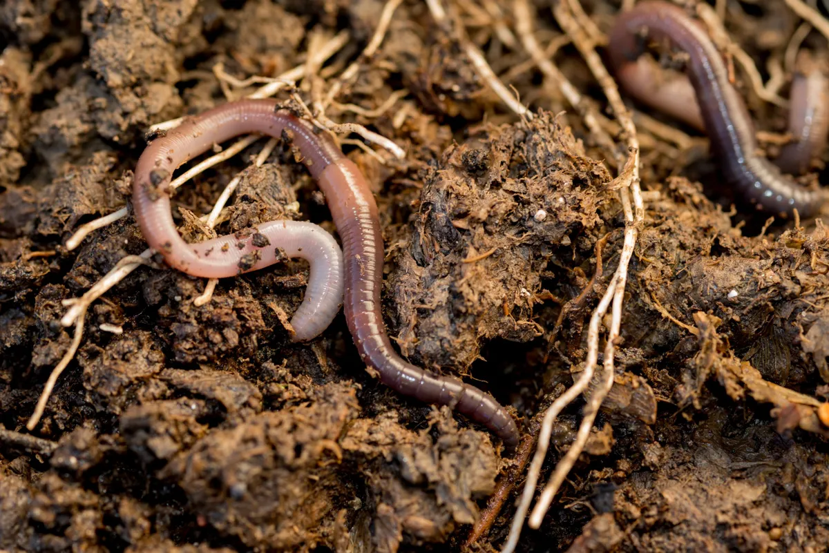 Earthworms in so