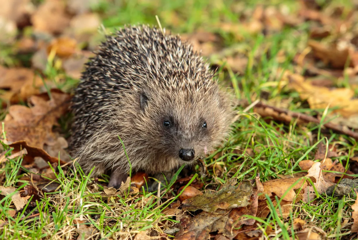 European hedgehog on grass