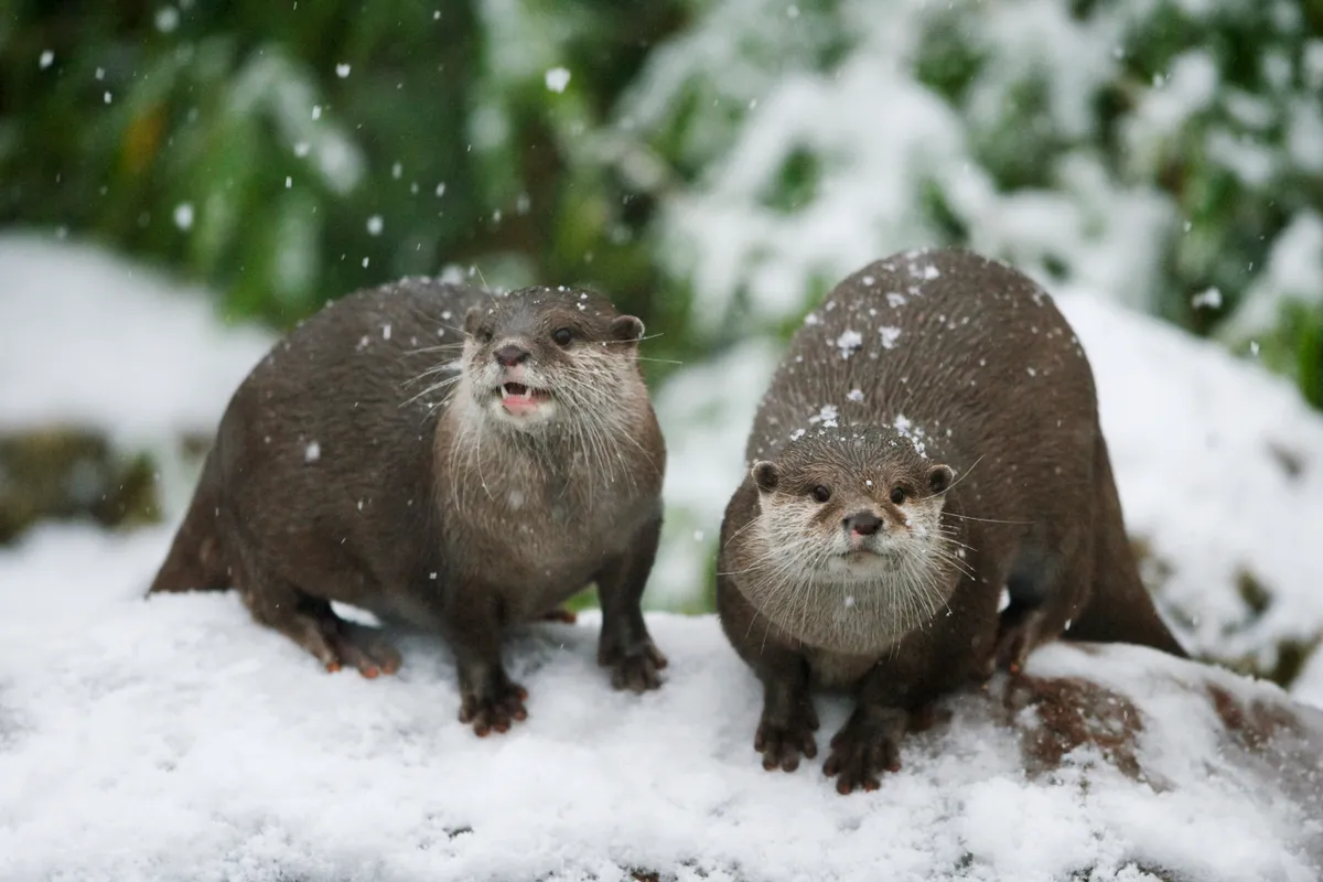 Captive Asian small-clawed otters in the snow (Amblonyx cinereus)