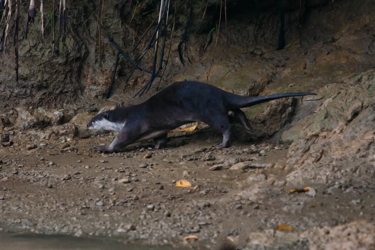 Hairy-nosed otter (Lutra sumatrana) on the river bank along the Kinabatangan River, Borneo