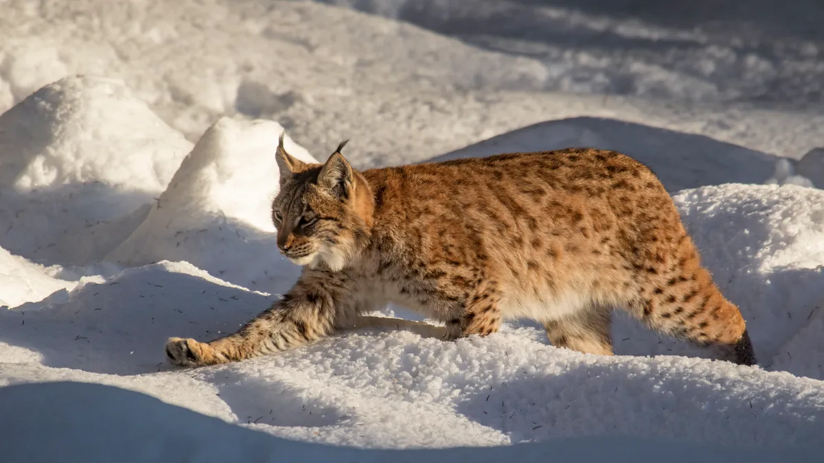 Eurasian lynx (in mainland Europe) hunting during winter. © Arterra/UIG/Getty