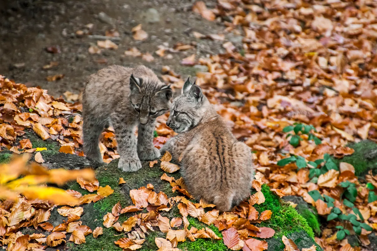 Two Eurasian lynx kittens (in mainland Europe). © Arterra/UIG/Getty
