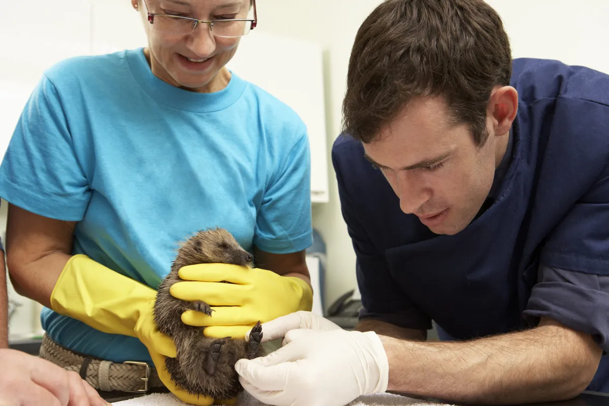 Male Veterinary Surgeon Examining Rescued Hedgehog In Surgery