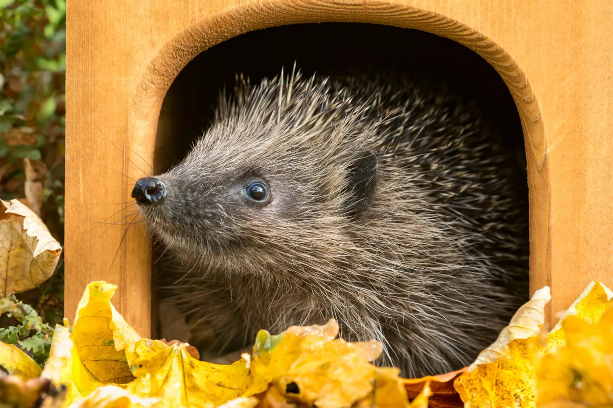 Hedgehog in house