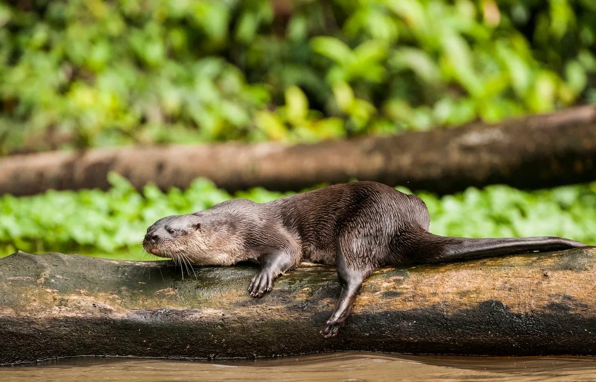 A neotropical river otter resting on a log in Tortugero National Park (Costa Rica) © Josh Miller Photography / Getty