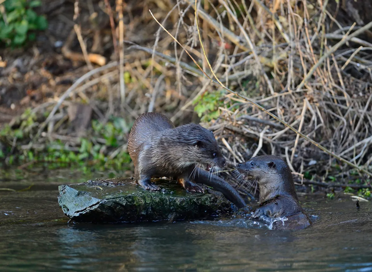 Two Eurasian otters on the River Thet in Norfolk © David Tipling / Getty