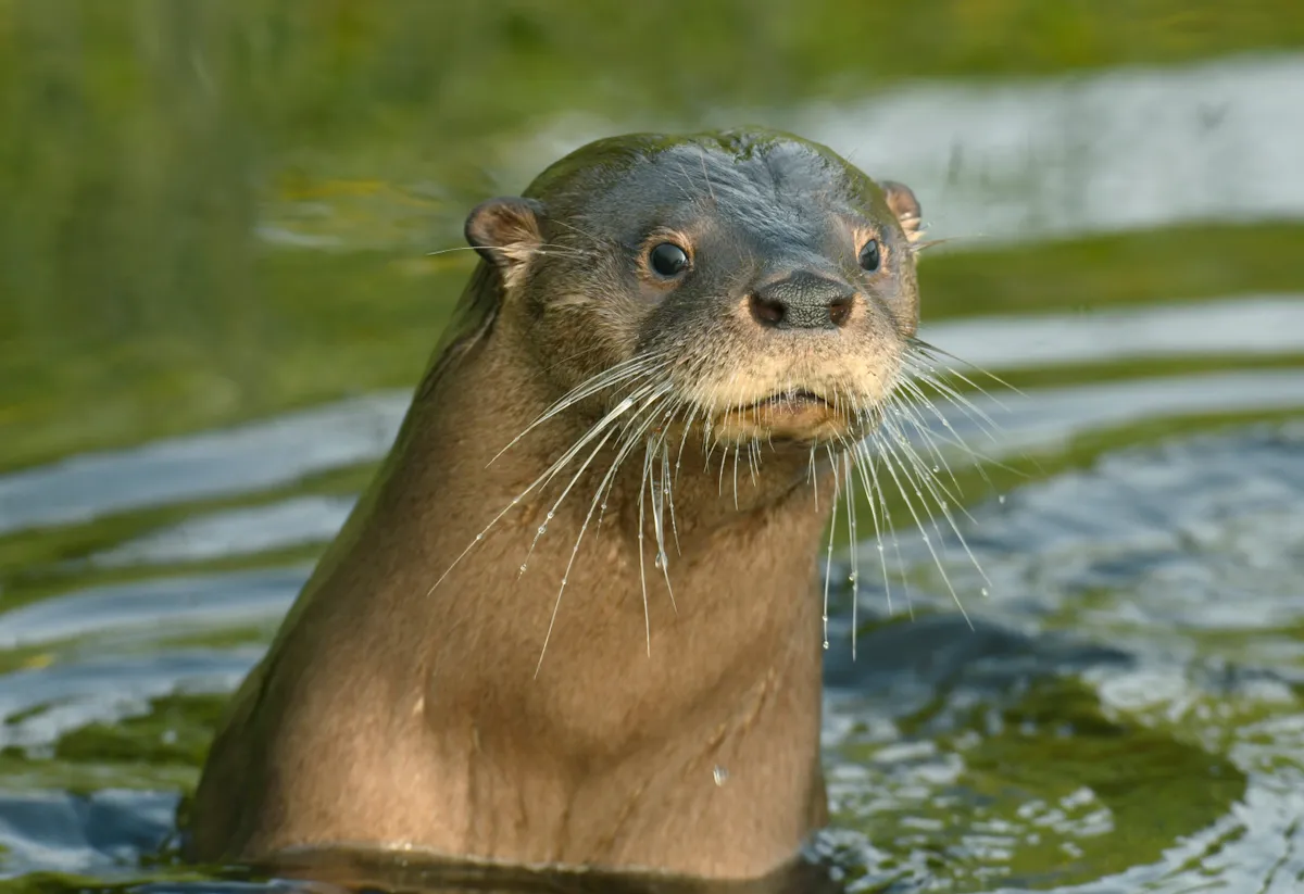 A South American river otter in Chiloe Island (Chile) © Kevin Schafer / Getty